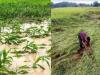 जसपुर: बारिश से फसल बर्बाद, किसानों ने मुआवजा मांगा