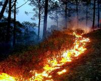गरमपानी: जंगल की आग से जले 200 से ज्यादा फलदार वृक्ष