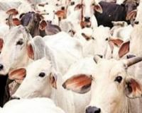 गौशाला की बदतर हालत का वीडियो वायरल होने पर जागे जिम्मेदार