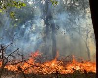 हल्द्वानी: गौलापार स्थित चिड़ियाघर के जंगल में लगी आग वन विभाग ने पाया काबू 