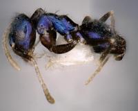 भारत के इस राज्य में मिली नीले रंग की अनोखी चींटी, देखकर हर कोई हैरान