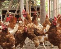 अंबेडकरनगर: संचालक ने नहीं दिया 5000 रुपए, तो जेई ने काटी मुर्गी फॉर्म की बिजली, 450 मुर्गियों की मौत