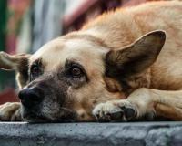 बरेली: 5 कुत्तों को मारकर दफनाया, आरोपी के खिलाफ X पर शिकायत