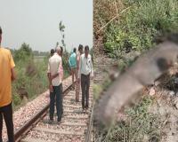 बदायूं: रेलवे लाइन किनारे मिला मगरमच्छ का शव, ट्रेन की चपेट में आने की आशंका