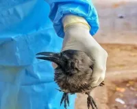 किच्छा: बाग में लगाए गए जाल में फंसकर दर्जनों पक्षियों की मौत 