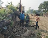 बहराइच: घर पर गिरा विशालकाय नीम का पेड़,  बाल-बाल बचा परिवार