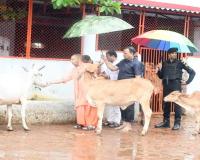 गोरखपुर: झमाझम बारिश के बीच CM योगी ने  गोरखनाथ मंदिर में की गो सेवा, गोवंशों को खिलाया गुड़