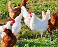 बरेली: अब मुर्गियों पर नहीं होगा किसी भी तापमान का असर, वैज्ञानिकों ने तैयार की कुछ विशेष प्रजातियां