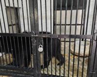 Etawah News: लायन सफारी पार्क में बढ़ा भालुओं का कुनबा...रांची से आए चार भालू, एनिमल हाउस में रखे गए