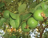 काशीपुर: अमरूद के पेड़ सूखने पर काश्तकार हुए चिंतित, पंत विवि भेजा सैंपल