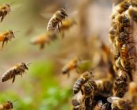 Honey Bees Attack In Fatehpur: मधुमक्खियों ने किया हमला...किसान की मौत व नाती घायल, चीख सुन परिजन ले गए थे अस्पताल