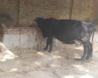 कासगंज: पशुओं पर गर्मी की मार, सूख रही दूध की धार 