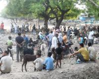 Bareilly News:  ईद-उल-अजहा से पहले सज गया बकरों का बाजार, अजमेरी तोतापरी बकरे की 75 हजार लगी बोली