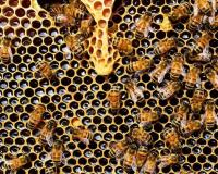 Bareilly News: मधुमक्खी पालकों के जीवन में कड़वाहट घोल रही शहद की मिठास