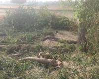 Kanpur: धड़ल्ले से हुई छायादार पेड़ो की कटाई, वन विभाग व पुलिस से सांठ-गांठ कर माफियाओं ने बना डाला रेगिस्तान