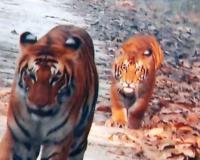 पीलीभीत: पीटीआर में अब 15 अक्टूबर के बाद होगी बाघों की गणना, भीषण गर्मी के चलते टली
