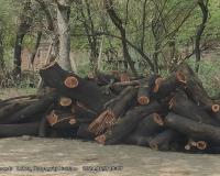 दबंगई: भाजपा जिला मीडिया प्रभारी के दर्जनों हरें पेड़ों को दबंगों ने काटकर बेचा