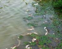 Banda News: तालाब में जहरीला पदार्थ डालकर मछलियों को मारने का आरोप...आरोपी के खिलाफ रिपोर्ट दर्ज