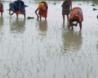 Unnao News: बारिश न होने से धान रोपाई करने वाले किसान हो रहे परेशान...मौसम की बेरूखी के साथ ही महंगाई की भी मार झेल रहे