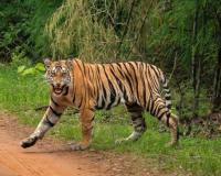 Lakhimpur Kheri: बाघ ने हमला कर बुजुर्ग किसान को किया घायल, हालत गंभीर, अस्पताल में भर्ती
