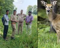 बदायूं: कुत्तों ने हिरण पर किया हमला, इलाज के दौरान हो गई मौत