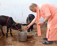 देश की दुर्लभ नस्ल की इस प्रजाति के आने से और समृद्ध हुई गोरक्षपीठ की गोशाला, सीएम योगी ने अपने हाथों से खिलाया गुड़