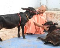 South से आए गोवंशों का हुआ नामकरण, सीएम योगी ने दिया यह नाम