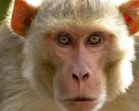 Monkey Attack In Unnao: बंदर के हमले से घायल वृद्ध की मौत...परिजन रो-रोकर बेहाल