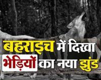 Bahraich News: बहराइच के महसी तहसील के मैगला गांव में  दिखा भेड़ियों का नया झुंड, इलाके में दहशत,  जानिए क्या बोले डीएफओ