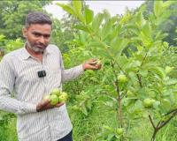 गोंडा: बागवानी को बनाया कमाई का जरिया, अमरूद की खेती से कमा रहे मुनाफा