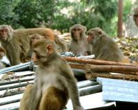 पीलीभीत: बंदरों का आतंक...युवक पर फेंक दिया पत्थर, तड़प-तड़पकर हुई मौत