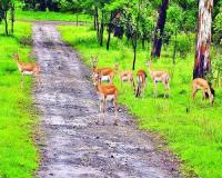 हरिद्वार: दीपावली पर जंगली जानवरों के शिकार को रोकने के लिए वन विभाग की विशेष तैयारी