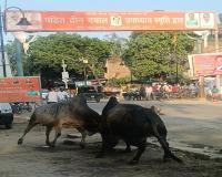  गोंडा: बीच सड़क भिड़े छुट्टा सांड, लोगों ने भागकर बचाई जान, देखें वीडियो