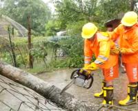 Cyclone Dana: ओडिशा में NDRFऔर ODRAF की टीमों ने शुरू किया ‘दाना’ के कारण उखड़े हुए पेड़ों को हटाना