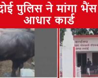 Hardoi News: भैंस का आधार कार्ड लाओ तब दर्ज होगी FIR, हरदोई पुलिस ने किया गजब कारनामा