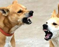 Stray dog ​​attack : आवारा कुत्तों के हमले से 10 भेड़ों की मौत, झोलाछाप पर गलत इंजेक्शन लगाने का आरोप