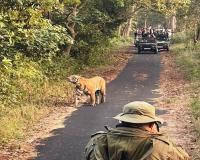 पीलीभीत: वाहनों के बीच घेर लिया बाघ...दो नेचर गाइड और दो चालक निलंबित