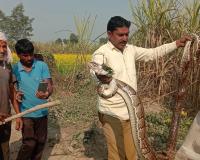 लखीमपुर खीरी: गन्ने के खेत में पहुंचा अजगर, वन विभाग की टीम ने पकड़कर झील में छोड़ा