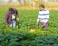 मुरादाबाद : मौसम के बदले मिजाज से आलू की फसल में बीमारी का खतरा, जिला कृषि अधिकारी ने खेतों का किया निरीक्षण 