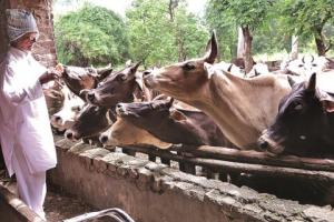 बाजपुर: गो संरक्षण कर बच्चों का मानसिक विकास कर रहे कस्तूरी