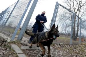 पोलैंड में कुत्तों और घोड़ों को मिलेगा पेंशन, जानें क्या है सरकार की योजना!