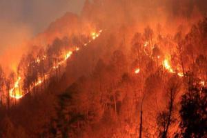 नैनीताल: जंगलों में लगी आग पर हाईकोर्ट गंभीर, सरकार को फटकार, प्रमुख वन संरक्षक तलब