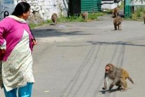 लखीमपुर-खीरी: डीएम साहब, कुछ तो करिए बंदरों से मिल सके निजात