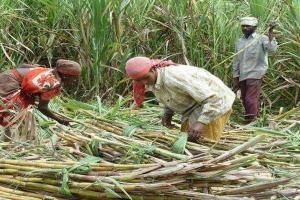 सरकार का दावा, यूपी में गन्ना किसानों का हुआ रिकॉर्ड तोड़ भुगतान