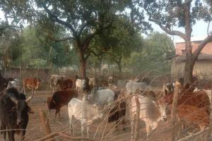 बेसहारा मवेशियों के लिए शहजादपुर गांव के किसानों ने किया चंदा इकट्ठा