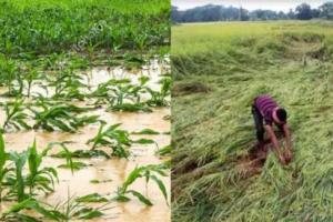 जसपुर: बारिश से फसल बर्बाद, किसानों ने मुआवजा मांगा