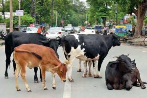 हरदोई: छुट्टा पशुओं को लेकर नगरवासियों में आक्रोश, सांड़ के हमले से हुई बुजुर्ग की मौत