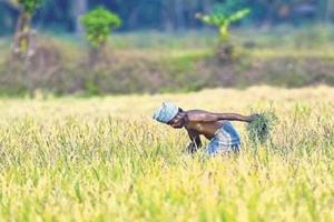 अयोध्या: गन्ना तौल पर्ची नहीं मिलने से किसान परेशान, टोल फ्री नंबर भी बेकार