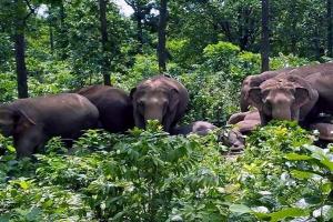 मध्यप्रदेश: हाथियों ने तीन ग्रामीणों को कुचलकर मार दिया