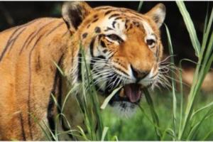 हल्द्वानी: दमुवाढूंगा से सटे काठगोदाम के जंगलों में दिखाई दिया बाघ